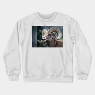 Bighorn sheep. Crewneck Sweatshirt
